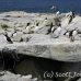 puffin_atlantic_msi_h_1946_can1063.jpg